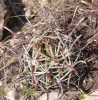 Glandulicactus crassihamatus (mathssonii) RUS-001.jpg