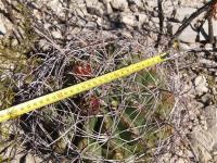 Hamatocactus hamatacanthus RUS-024.jpg