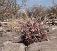 Hamatocactus hamatacanthus RUS-027.jpg