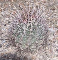 Hamatocactus hamatacanthus RUS-053.jpg