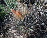 Leuchtenbergia principis RUS-084.jpg