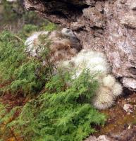 Mamillopsis senilis RUS-088.jpg