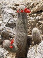 Mammillaria albicans RUS-118.jpg