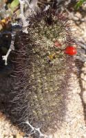 Mammillaria armillata RUS-120.jpg