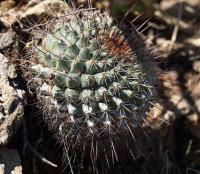 Mammillaria bocensis RUS-087.jpg