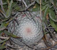 Mammillaria candida RUS-047.jpg