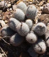 Mammillaria elegans v. meissneri RUS-111.jpg