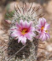 Mammillaria grahamii RUS-161.jpg
