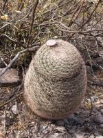 Mammillaria grusonii RUS-015.jpg