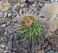 Mammillaria karwinskiana RUS-098.jpg