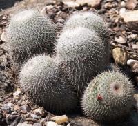 Mammillaria supertexta RUS-108.jpg