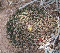 Mammillaria uncinata RUS-174.jpg
