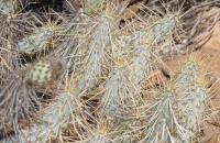 Miquelopuntia  miquele RUS 202 La Higuera, Chile.jpg