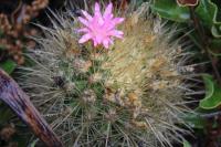 Neoporteria subgibbosa RUS 187 Pichidangui, Chile.jpg