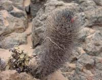Neoporteria villosa RUS 209 Tres Playtas, Chile.jpg
