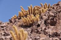 Oreocereus  varicolor RUS 237 El Tatio, Chile.jpg