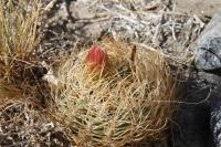 Pyrr_ eriozycoides RUS 197 Balala, Chile.jpg