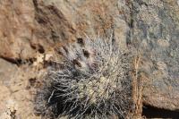 Pyrr_simulans fruits RUS 256a Trapiche-Choros Bajos, Chile.jpg