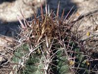 Thelocactus bicolor RUS-044.jpg