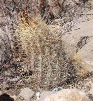 Thelocactus bicolor v.bolaensis RUS-028.jpg
