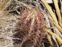 Thelocactus bicolor v.bolaensis RUS-029.jpg