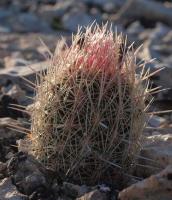 Thelocactus wagnerianus RUS-083.jpg
