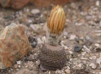 Thelocephala aerocarpa fl RUS 210.jpg