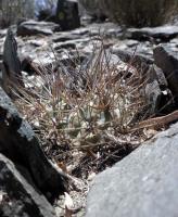 Acanthocalycium ferrari VG-1027.jpg