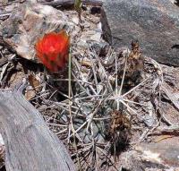 Acanthocalycium ferrari VG-1028.jpg