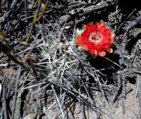 Acanthocalycium ferrari VG-1029.jpg