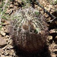Acanthocalycium thionanthum VG-1023.jpg