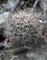 Acanthocalycium thionanthum VG-1031.jpg