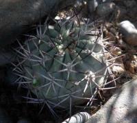 Acanthocalycium thionanthum VG-357.jpg