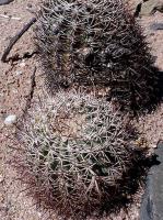 Acanthocalycium thionanthum var. chionanthum VG-089.jpg