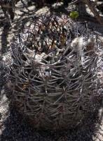 Acanthocalycium thionanthum var. chionanthum VG-579.jpg