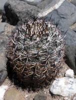 Acanthocalycium thionanthum var. chionanthum VG-90.jpg