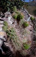 Austrocylindropuntia shaferi VG-1011.jpg