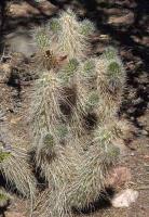 Austrocylindropuntia shaferi VG-767.jpg
