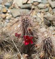 Austrocylindropuntia shaferi VG-768.jpg