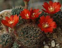 Aylostera deminuta VG-993.jpg