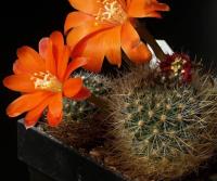 Aylostera jujuyensis VG-764.jpg