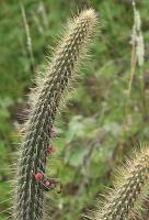 Cleistocactus baumannii VG-987.jpg