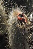 Cleistocactus jujuyensis VG-588.jpg