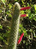 Cleistocactus smaragdiflorus VG-070a.jpg