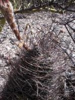 Echinopsis leucantha VG-1033.jpg
