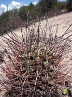 Echinopsis leucantha VG-658.jpg