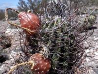 Echinopsis leucantha VG-817.jpg