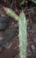 Eriocereus pomanensis VG-070a.jpg
