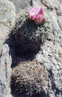 Gymnocalycium achirasense VG-288.jpg