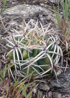 Gymnocalycium achirasense VG-965.jpg